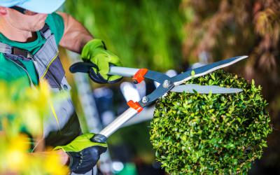 ENTRETIEN DU JARDIN : Ce qu'il faut faire en Février !